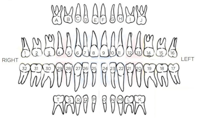 Making Sense Of The Tooth Chart - Wabash Valley Children's Dentistry