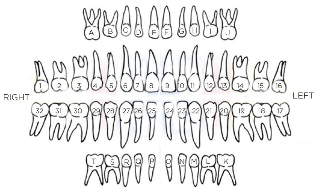 Making Sense Of The Tooth Chart Wabash Valley Childrens Dentistry