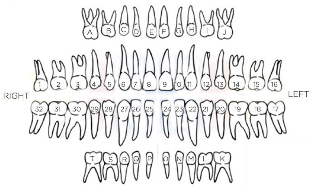 Pediatric Tooth Chart My XXX Hot Girl